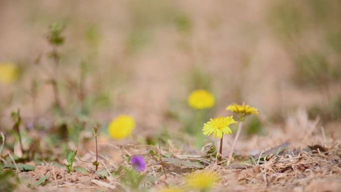 蒲公英花开素材实拍