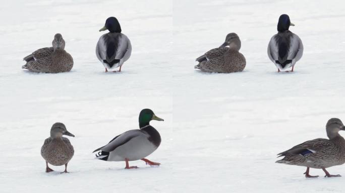 冰冻湖上的一对野鸭。