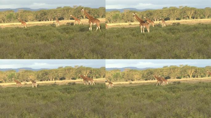 肯尼亚的Tsavo East，Tsavo West和Amboseli国家公园的长颈鹿