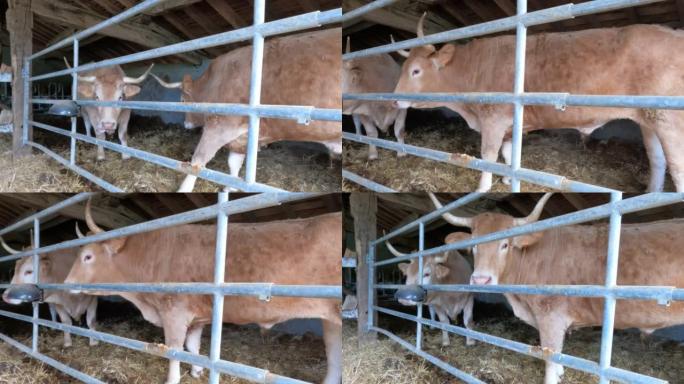 纳瓦拉的马stable中的牛