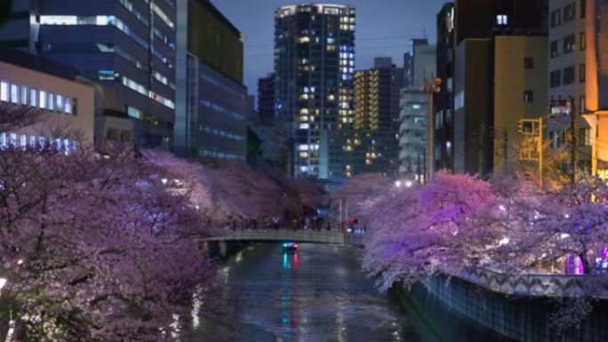 目黑河上的夜樱花和盛开的建筑物