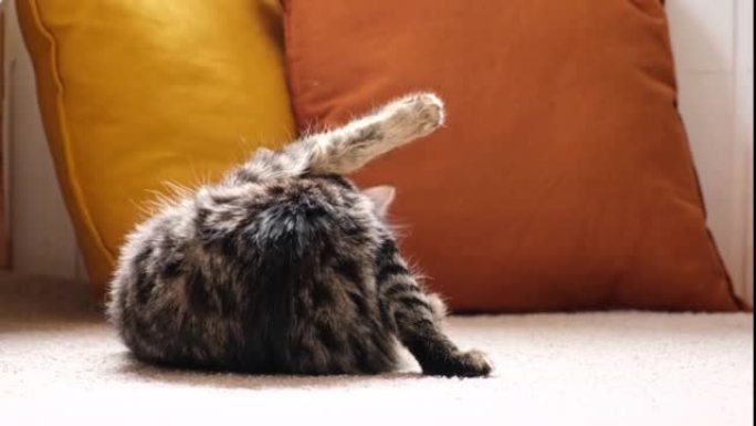猫在洗舌头。快乐的猫洗，舔他的爪子和尾巴。绿眼睛的虎斑猫躺在家里的地毯上。漂亮的小猫。宠物在地板上的