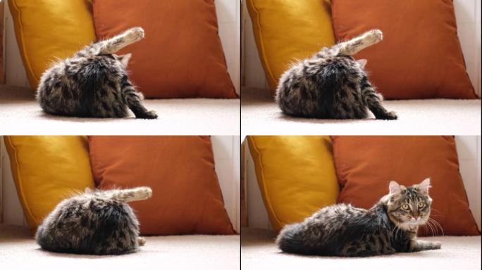 猫在洗舌头。快乐的猫洗，舔他的爪子和尾巴。绿眼睛的虎斑猫躺在家里的地毯上。漂亮的小猫。宠物在地板上的