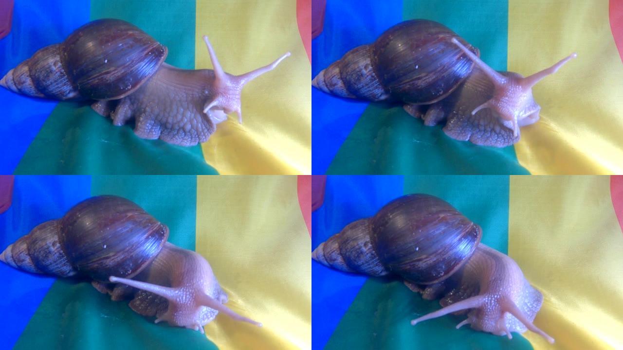 非洲蜗牛