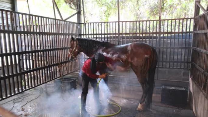 牛仔用撒上管道清洁马的身体。他看起来很乐意照顾他的马