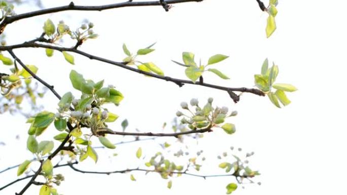 春天盛开的梨子的树枝在风中飘扬