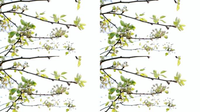春天盛开的梨子的树枝在风中飘扬