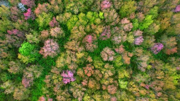 在泰国北部的热带森林中，樱花红盛开。4k鸟瞰图，泰国黎府
