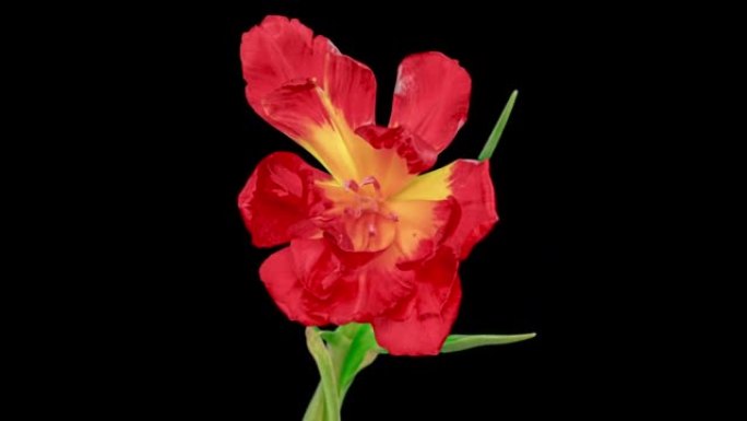 俯视生长的红芽郁金香花。令人惊叹的美丽开花植物。可爱的浪漫自然背景婚礼装饰花卉生长过程特写4k，情人