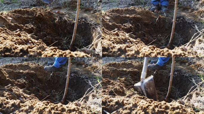 成熟的人在春天的花园里种一棵树。园丁将年轻的果树幼苗放在地面上准备好的孔中。