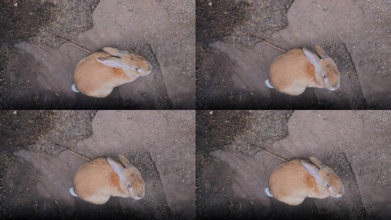 一只大型肥胖的棕色兔子的自上而下的视图，它从框架上跑了出来