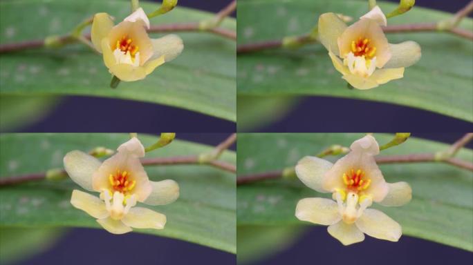 盛开的Oncidium花，跳舞的洋娃娃兰花或Oncidium Gower Ramsey的4k延时镜头