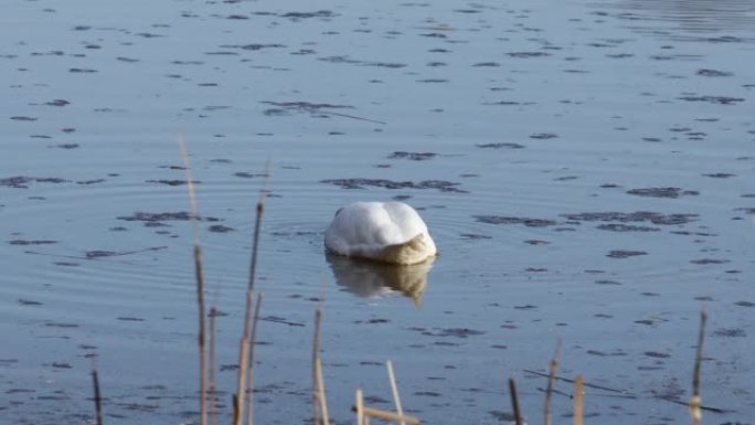 湖上的一只哑巴天鹅