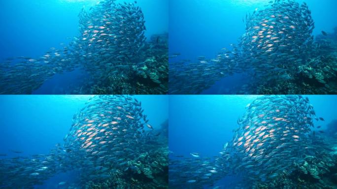 4K 120 fps慢动作海景，诱饵球，库拉索岛周围加勒比海珊瑚礁绿松石水中的鱼群