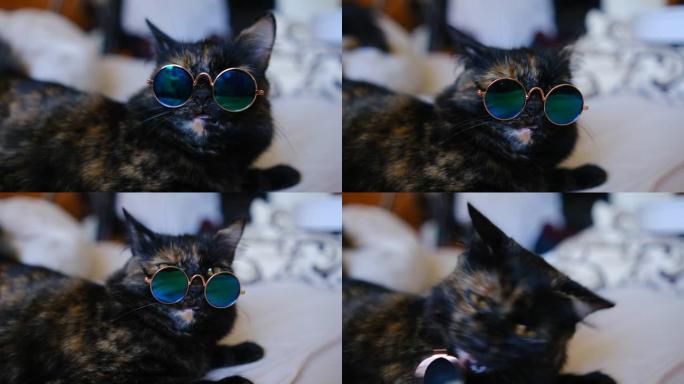 一只三色猫戴着光滑的墨镜躺在床上。宠物的概念。