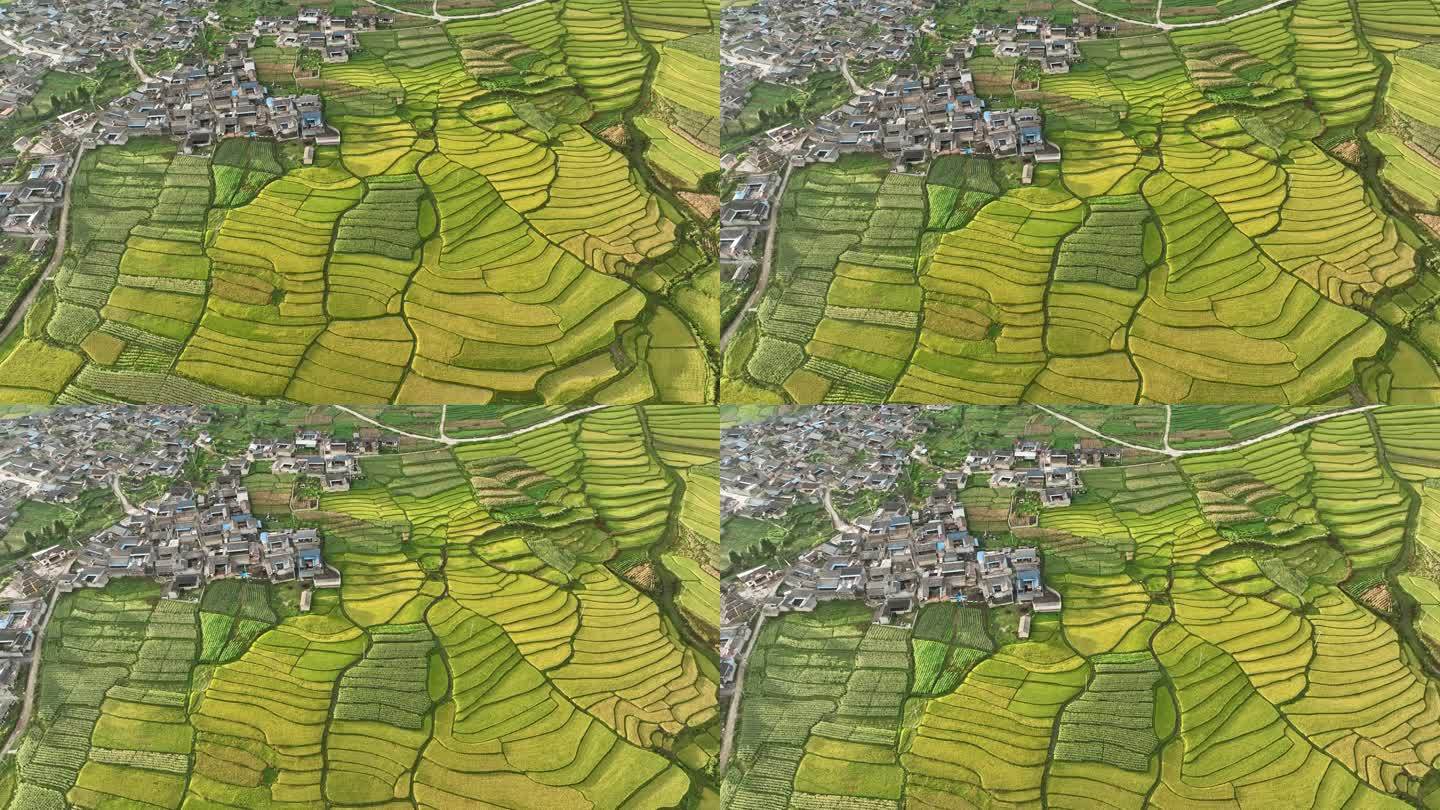 传统村落边的金色稻田