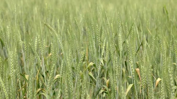 绿色大麦，小麦生长在农业领域。