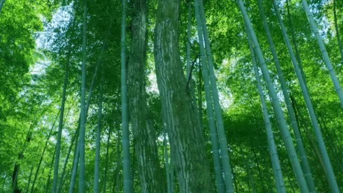 阳光普照的新鲜绿色竹林