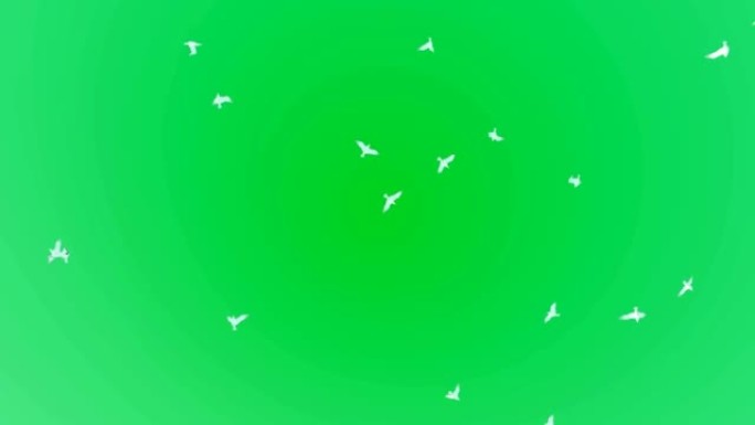 绿色背景上的海鸥群