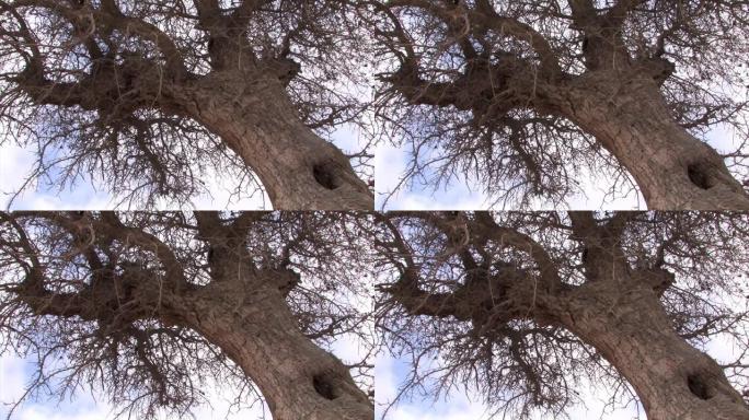 内盖夫沙漠中的古开心果树