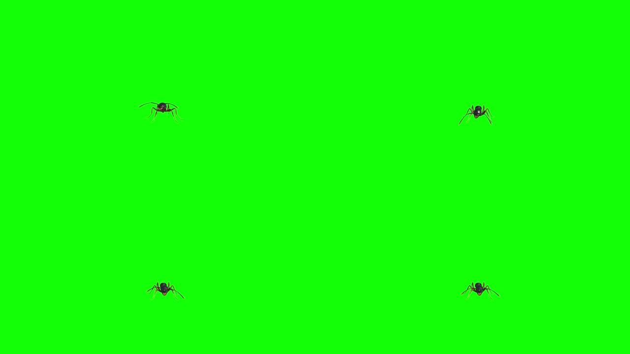 蚂蚁在绿色屏幕上进食