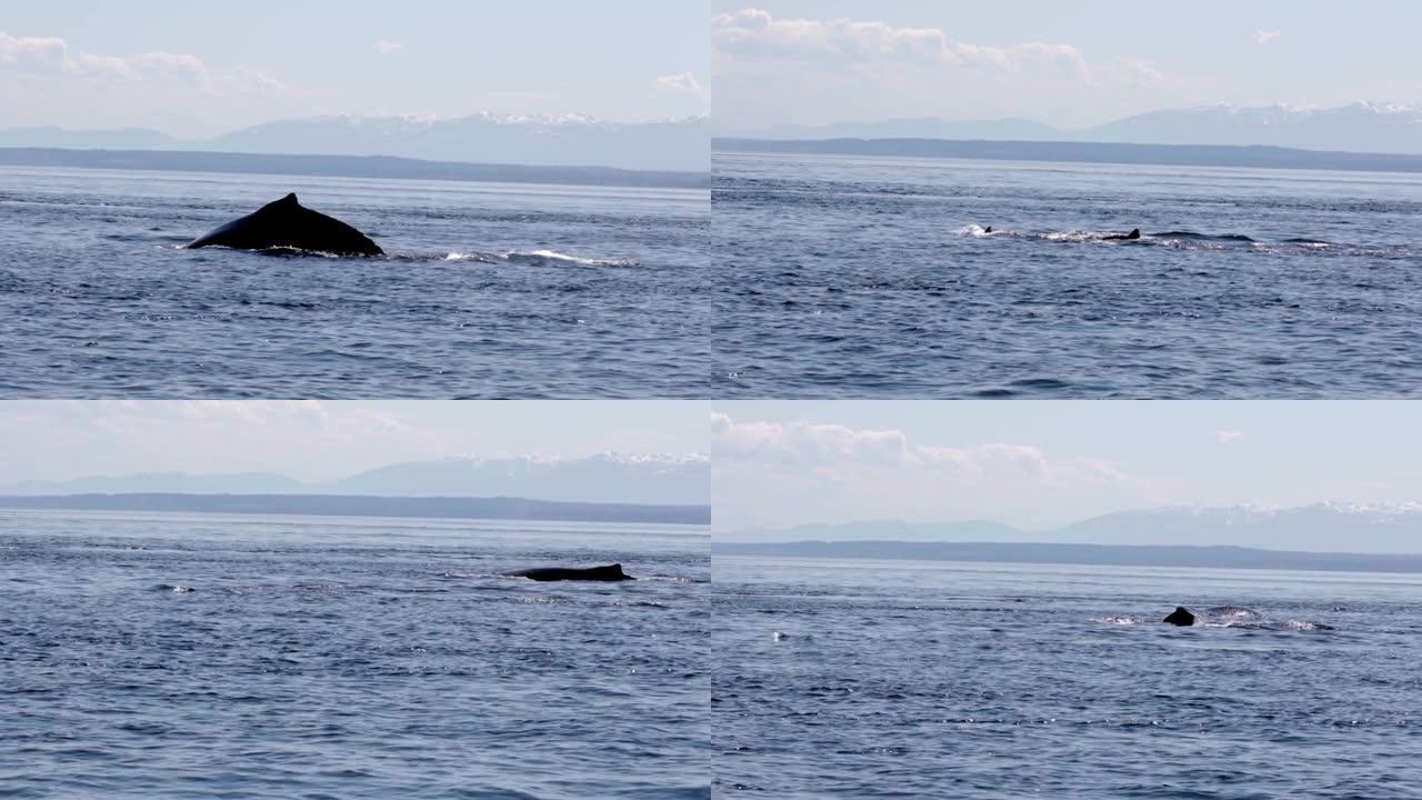 加拿大水中的座头鲸