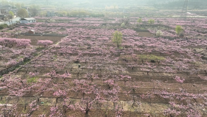 济南仲宫泉泸村万亩桃花盛开