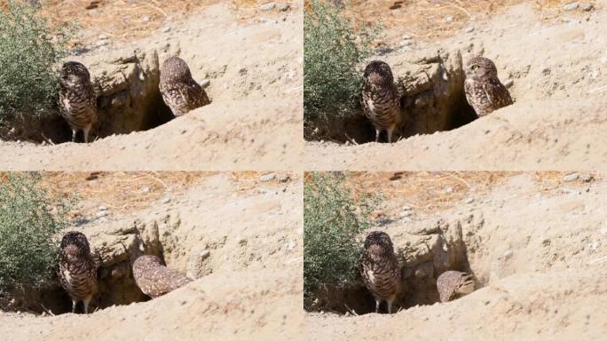 沙漠中的穴居猫头鹰