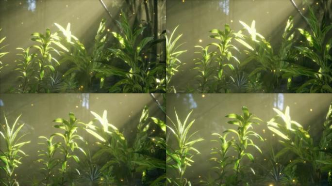 夏日清晨河上的雾