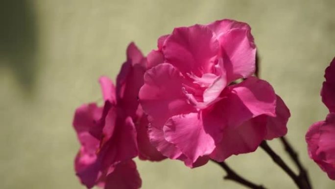 夹竹桃一种狗豆，玫瑰湾，植物名称为Nerium夹竹桃。盛开植物夹竹桃的花园。关闭柔软的粉红色甜夹竹桃