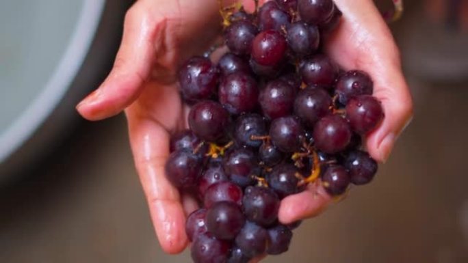 女性双手握着新鲜的黑葡萄的特写镜头。手捧黑葡萄果实。健康饮食的有机水果。