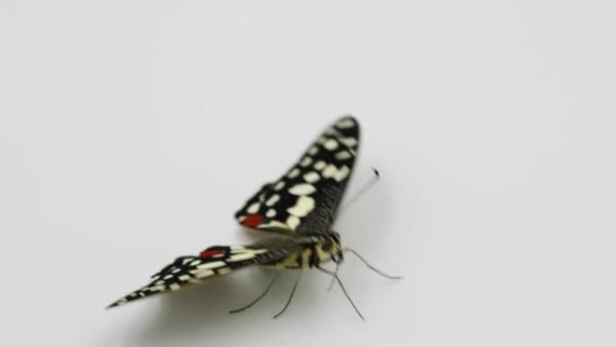 凤蝶 (Papilio demoleus)，一种刚从蛹变态中诞生的蝴蝶。