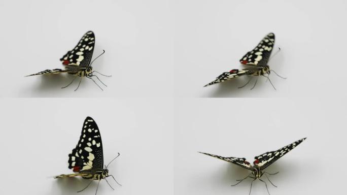 凤蝶 (Papilio demoleus)，一种刚从蛹变态中诞生的蝴蝶。