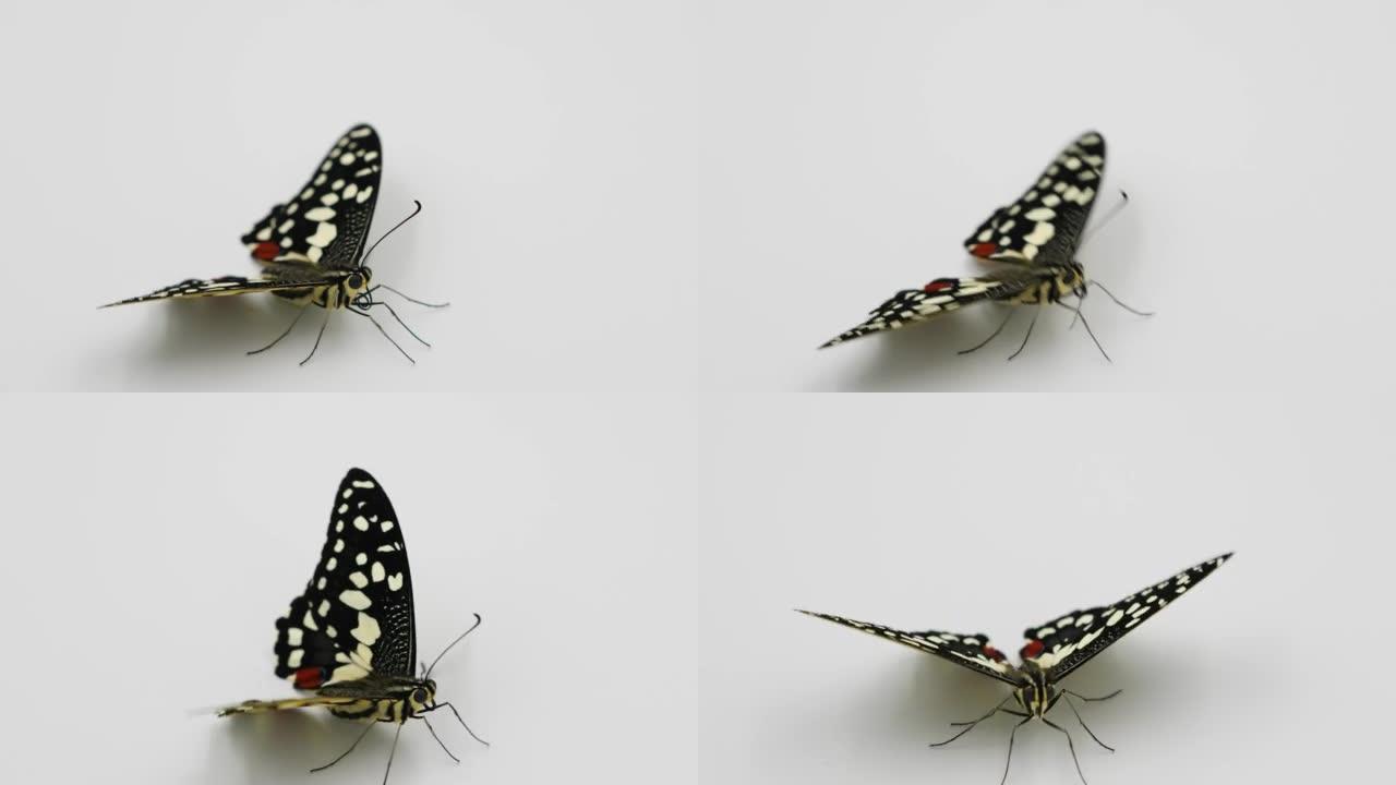 凤蝶 (Papilio demoleus)，一种刚从蛹变态中诞生的蝴蝶。