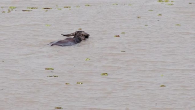 野生水牛在湖里捕食水下的草或海藻