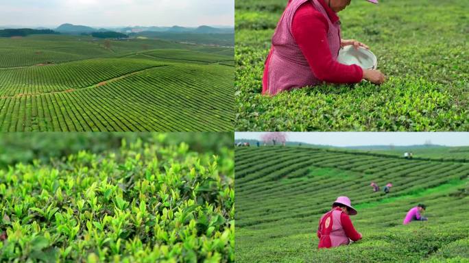 茶山采茶航拍加延时4k