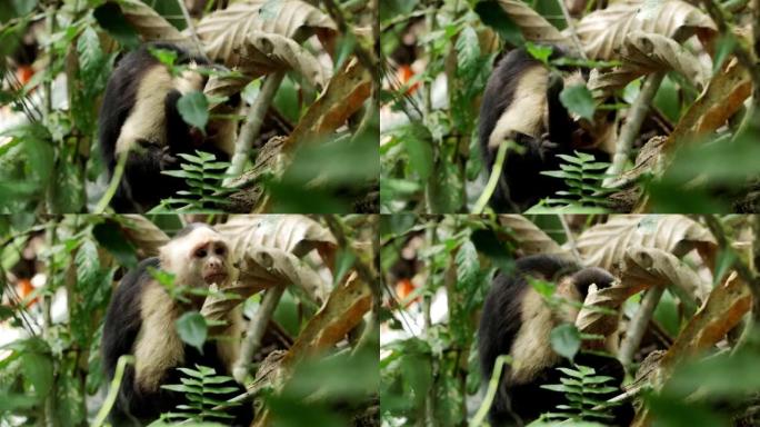 巴拿马白面卷尾猴: 巴拿马