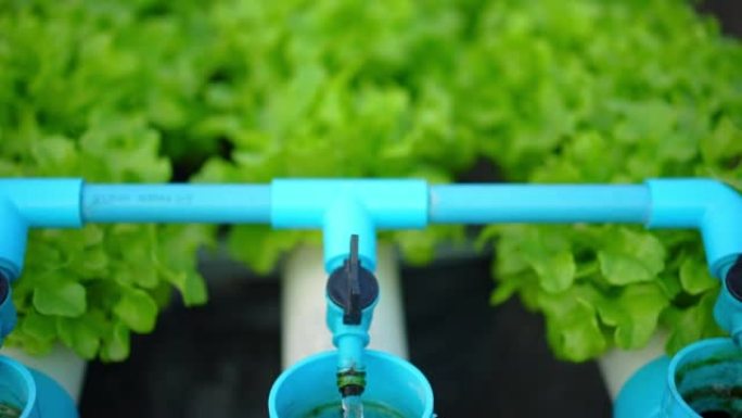一排排新鲜多汁的植物生长在现代生态水培农场，花园床上。健康、生态友好的均衡饮食理念，富含维生素。农业