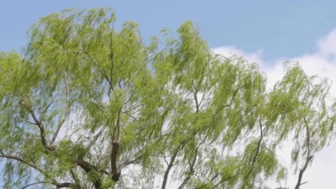 日本柳树在蓝天下沙沙作响