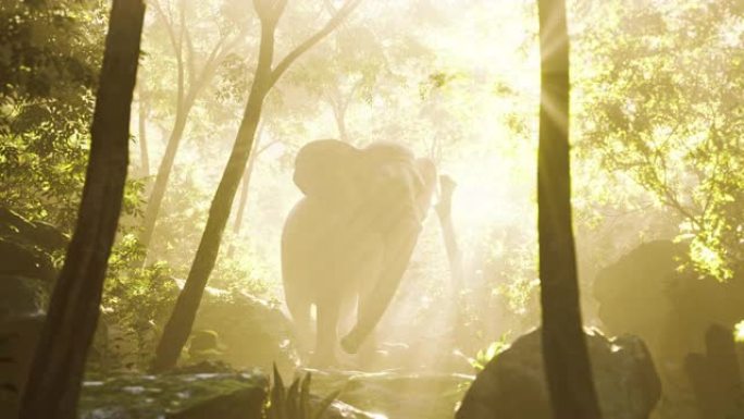深雾丛林中的野牛象