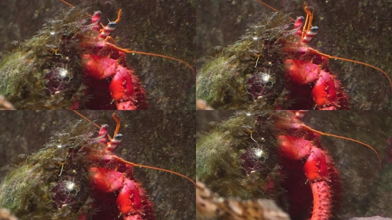 红寄居蟹Dardanus calidus