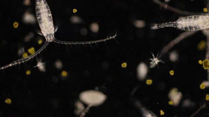 显微镜下淡水和海洋中的co足类 (浮游动物)。