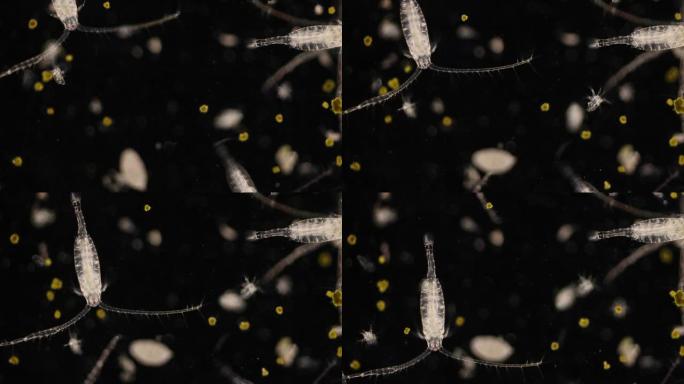 显微镜下淡水和海洋中的co足类 (浮游动物)。