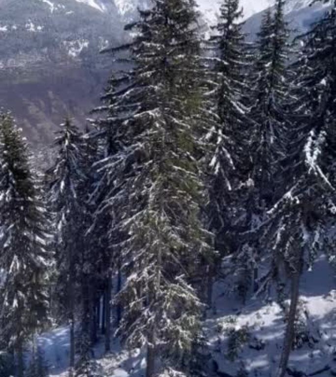 法国阿尔卑斯山有雪树的冬季风光