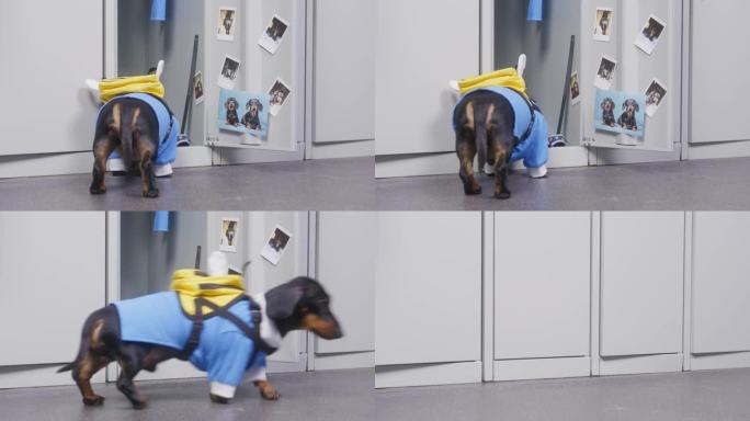 穿着制服的腊肠犬小狗，背着蜜蜂形状的背包，在储物柜里挑东西，然后关上门离开