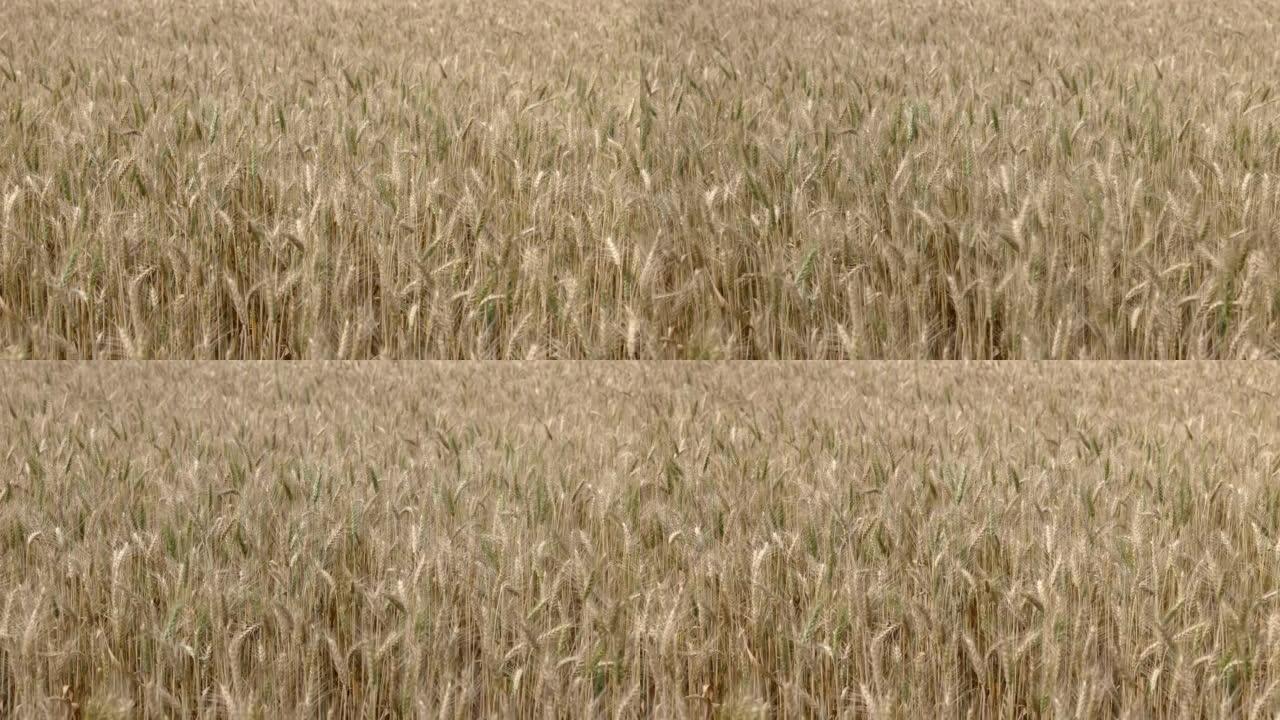 在田里干黄色小麦，准备收割。