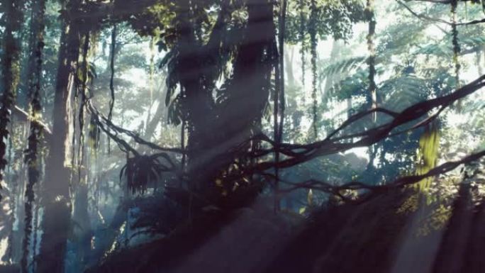 雾蒙蒙的丛林雨林