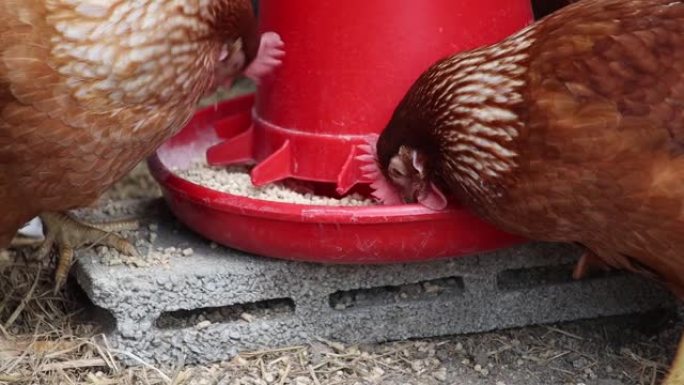 有机养鸡场饲养动物饲养屋内，大量养鸡、家禽