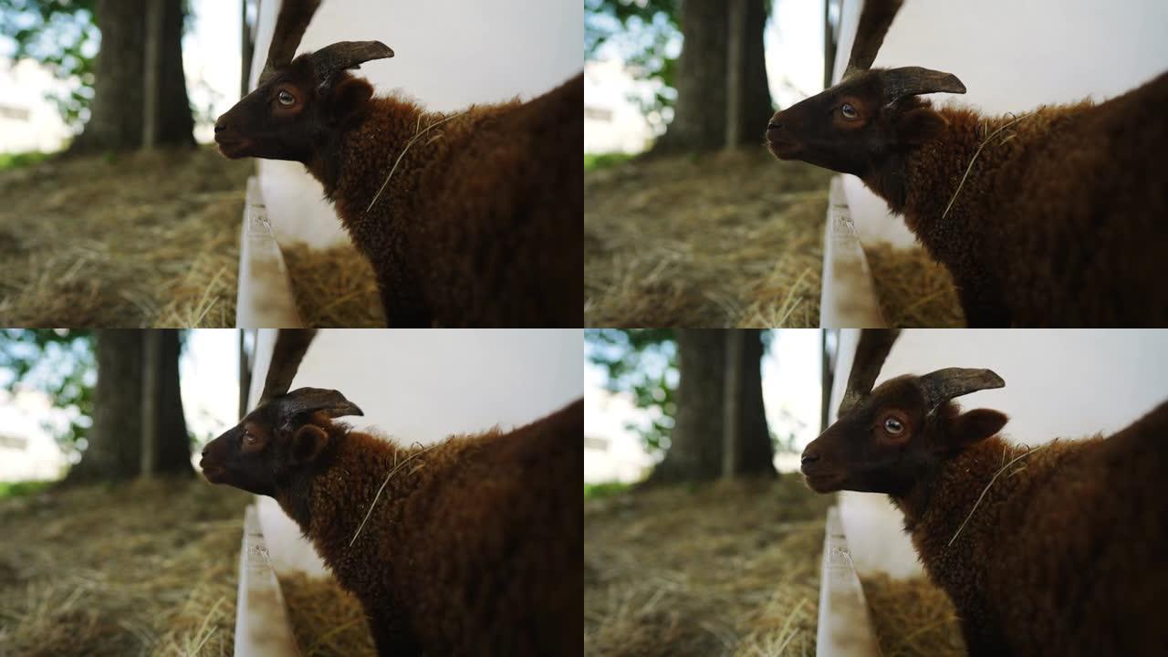 围场中一只可爱的滑稽小羊的肖像。