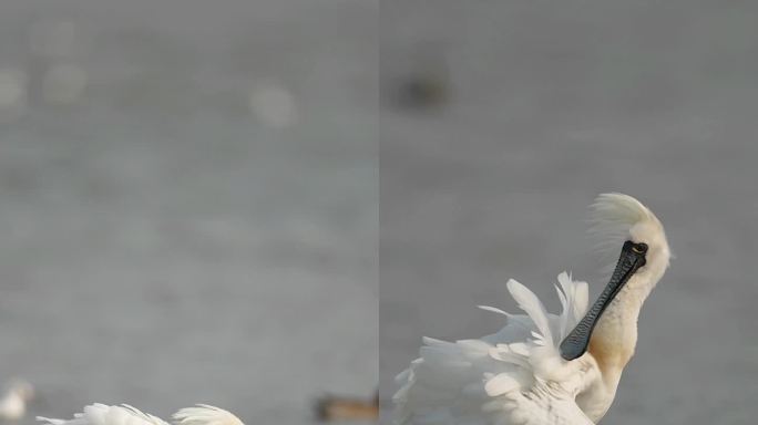 全球濒危物种黑脸琵鹭梳理羽毛繁殖羽开飘